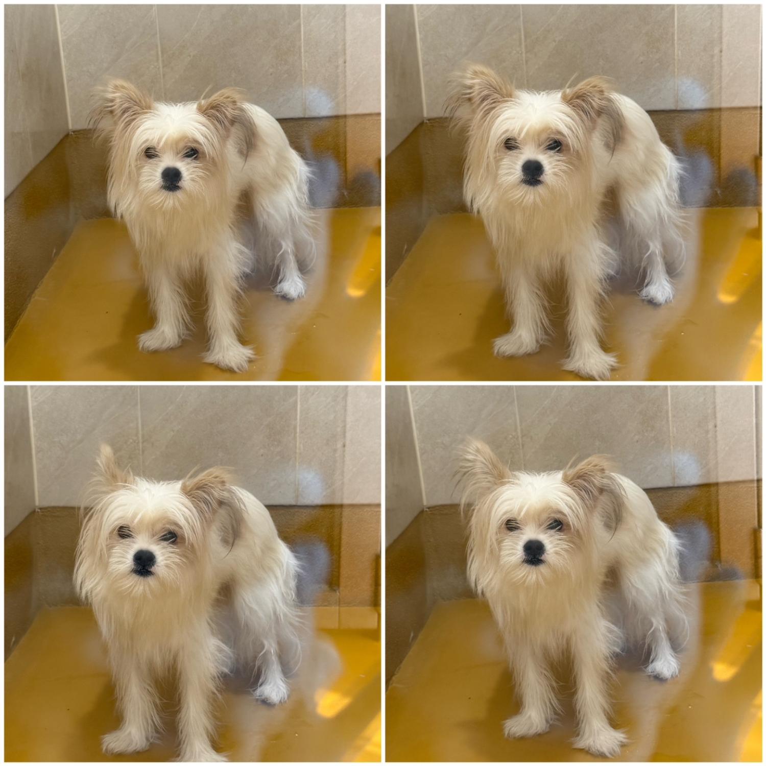 천안시 동물보호센터_444449202402087